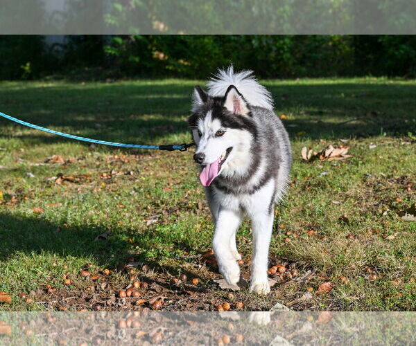 Medium Photo #4 - Mix Puppy For Sale in Forest, VA, USA