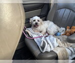 Small #2 Bichon Frise