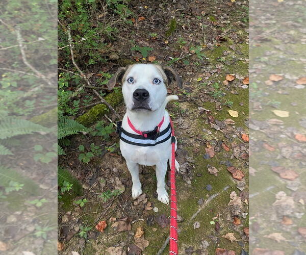 Medium Photo #8 Boxer-Catahoula Leopard Dog Mix Puppy For Sale in Ellijay, GA, USA