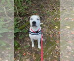 Small #7 Boxer-Catahoula Leopard Dog Mix