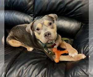 Chief - Male American Pit Bull Terrier-Unknown Mix Dog for Adoption - Photo #6