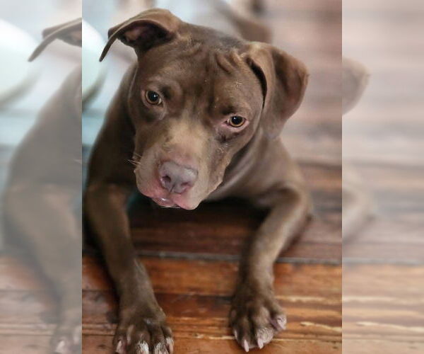 Medium Photo #1 American Pit Bull Terrier-Unknown Mix Puppy For Sale in Oakhurst, NJ, USA