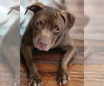 Small American Pit Bull Terrier Mix