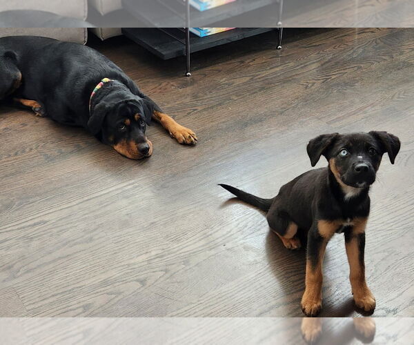 Medium Photo #27 Rottweiler-Unknown Mix Puppy For Sale in Houston, TX, USA