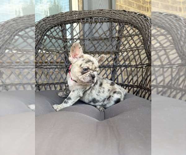 Medium Photo #6 French Bulldog Puppy For Sale in SNELLVILLE, GA, USA
