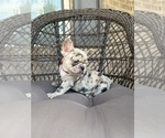 Freeza - Female French Bulldog Puppy for Sale - Photo #6