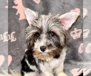 Morkie Dogs for adoption in BURNSVILLE, NC, USA