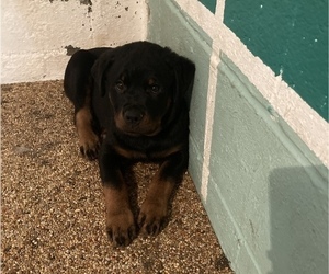 Rottweiler Puppy for Sale in CLEVELAND, Ohio USA