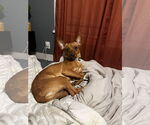Small #1 Chihuahua Mix