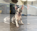 Small Photo #4 French Bulldog Puppy For Sale in PFLUGERVILLE, TX, USA