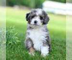 Puppy Courtney Miniature Bernedoodle