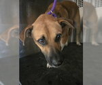 Small Photo #2 Mutt Puppy For Sale in McKinney, TX, USA