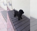 Small #2 Poodle (Miniature)