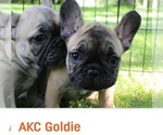 Small Photo #9 French Bulldog Puppy For Sale in SOLWAY, MN, USA