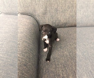 Italian Greyhound Puppy for sale in FORT LAUDERDALE, FL, USA