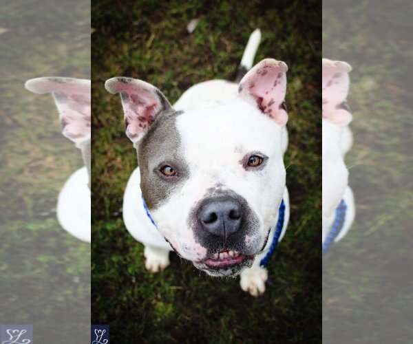 Medium Photo #1 Staffordshire Bull Terrier-Unknown Mix Puppy For Sale in Lockport, NY, USA