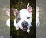 Small Staffordshire Bull Terrier Mix