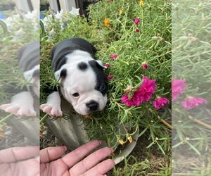 Boston Terrier Puppy for sale in FREDONIA, KS, USA