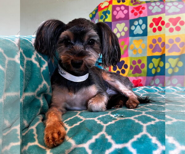 Medium Photo #2 Mutt Puppy For Sale in Pacolet, SC, USA