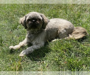 Mother of the Shih Tzu puppies born on 05/08/2023