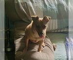 Small #2 Chiweenie