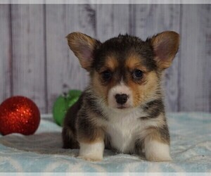 Pembroke Welsh Corgi Puppy for sale in FREDERICKSBG, OH, USA