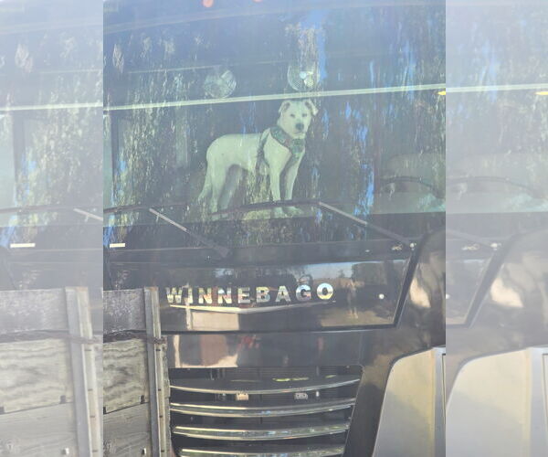 Medium Photo #10 Boxer-Unknown Mix Puppy For Sale in Germantown, OH, USA