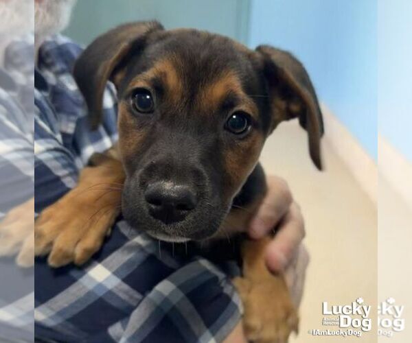 Medium Photo #4 Mutt Puppy For Sale in Washington, DC, USA