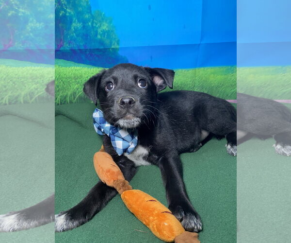 Medium Photo #3 Labsky Puppy For Sale in Hillsboro, MO, USA