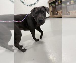 American Pit Bull Terrier Dogs for adoption in Temple, TX, USA