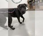 Small American Pit Bull Terrier