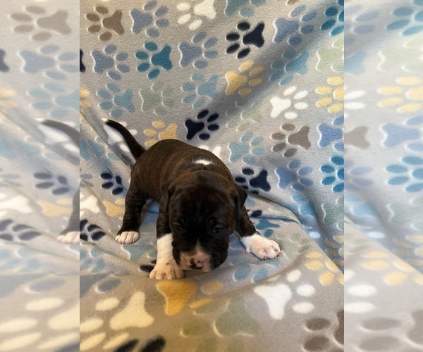 Medium Photo #4 American Bully-American Staffordshire Terrier Mix Puppy For Sale in BROCKTON, MA, USA