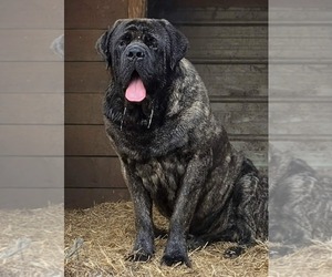 Father of the Mastiff puppies born on 03/08/2026