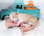 Small #2 Border Collie
