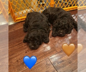 Cockapoo Puppy for Sale in BLUE MOUNTAIN, Mississippi USA