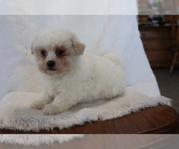 Medium Photo #2 Zuchon Puppy For Sale in SHILOH, OH, USA