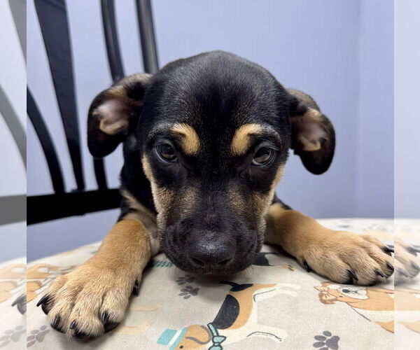 Medium Photo #2 Labrador Retriever-Unknown Mix Puppy For Sale in Jefferson, NJ, USA