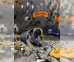 Small #15 French Bulldog