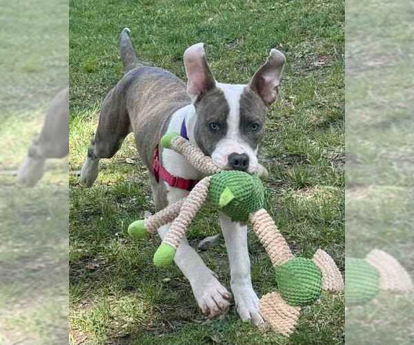 Medium Photo #2 American Pit Bull Terrier-Unknown Mix Puppy For Sale in Petaluma, CA, USA