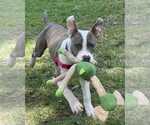 Small #1 American Pit Bull Terrier Mix