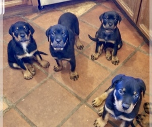 Rottweiler Puppy for Sale in YUCCA VALLEY, California USA