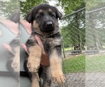 Small #3 German Shepherd Dog