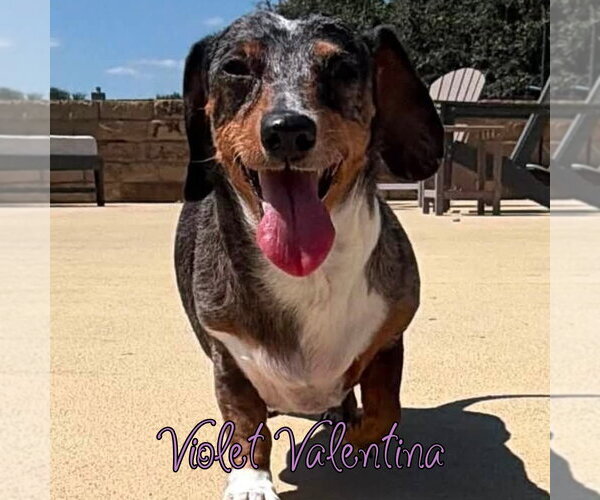 Medium Photo #17 Dachshund Puppy For Sale in San Antonio, TX, USA