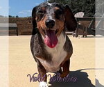 Small #16 Dachshund