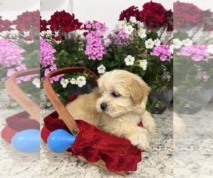 Maltipoo (Miniature) Puppy for sale in GREENVILLE, NC, USA