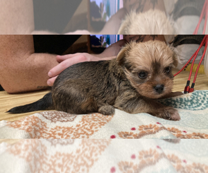 Shorkie Tzu Puppy for sale in ATTALLA, AL, USA