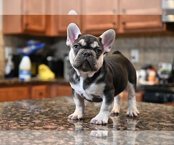 Medium Photo #6 French Bulldog Puppy For Sale in DECATUR, GA, USA