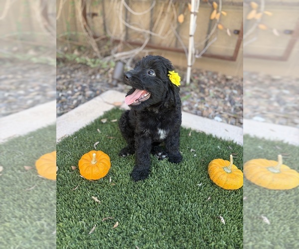 Medium Photo #1 Goldendoodle Puppy For Sale in MESA, AZ, USA