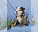 Small Photo #2 English Bulldog Puppy For Sale in COCHRANVILLE, PA, USA