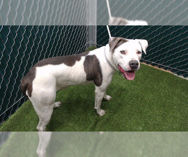 Medium Photo #1 Mutt Puppy For Sale in Downey, CA, USA